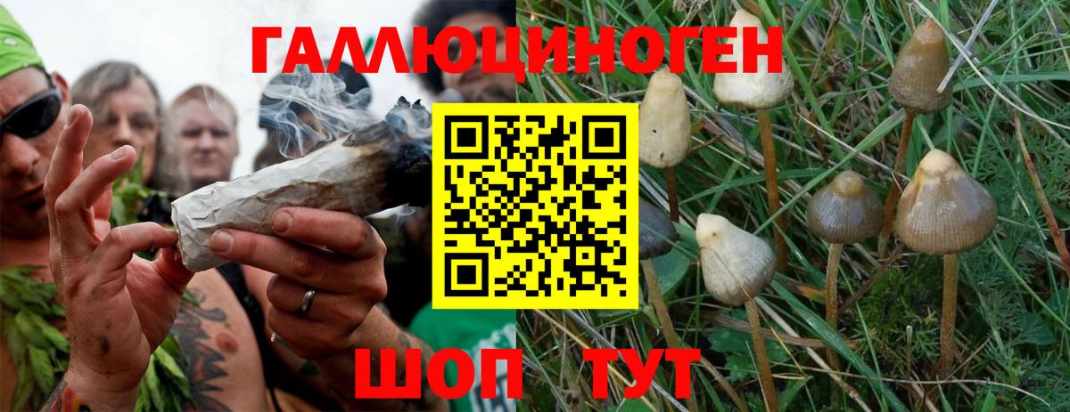 Галлюциногенные грибы Psilocybe  Вход с VPN  Балахна 